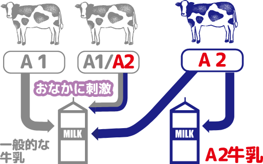 一般的な牛乳とA2牛乳の違い おなかに刺激が少ない